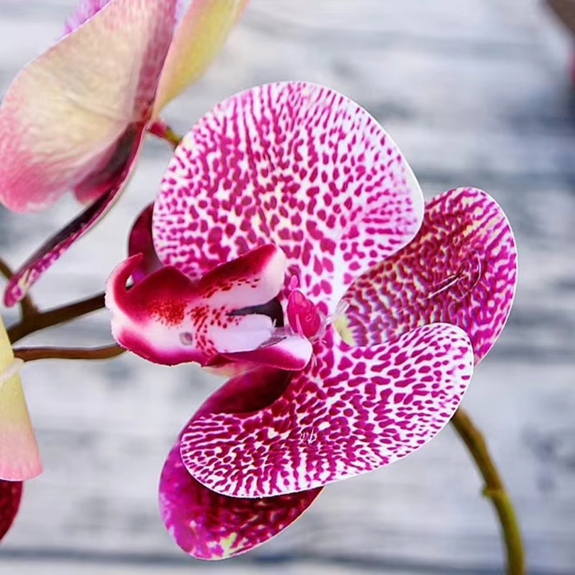 3D Kunstbloemen Plastic Vlinde - Orchid Phalaenopsis recensie en prijs