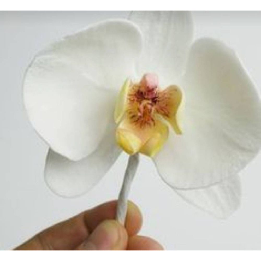 Orchidee Bloem Metaal Gesneden - Orchid Phalaenopsis recensie en prijs