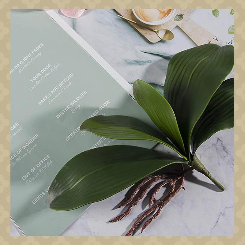 AB45 Phalaenopsis Orchideeën B - Orchid Phalaenopsis recensie en prijs